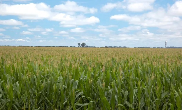 Registran chicharrita en lotes de trigo y pone en duda el maíz en el norte, mientras que el cereal gana terreno en el centro del país