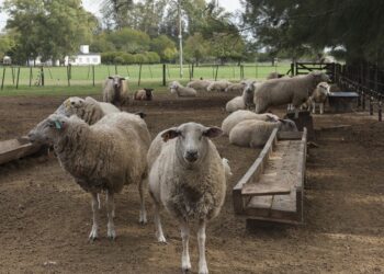 Sanidad ovina y caprina en el NOA: enfermedades, prevención y manejo integral
