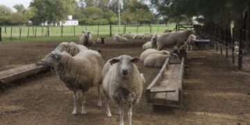 Sanidad ovina y caprina en el NOA: enfermedades, prevención y manejo integral