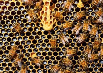 Prevención clave para evitar el pequeño escarabajo de las colmenas