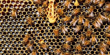 Prevención clave para evitar el pequeño escarabajo de las colmenas