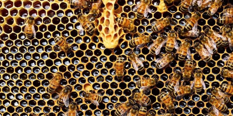 Prevención clave para evitar el pequeño escarabajo de las colmenas