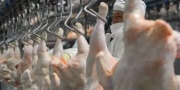 Industria avícola: registró un récord la importación de pechugas de pollo de Brasil