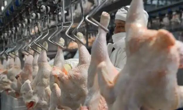 Industria avícola: registró un récord la importación de pechugas de pollo de Brasil