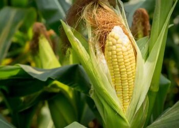 Avanzar hacia una agricultura más eficiente y sostenible