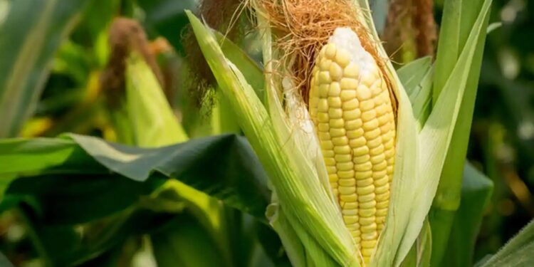 Avanzar hacia una agricultura más eficiente y sostenible