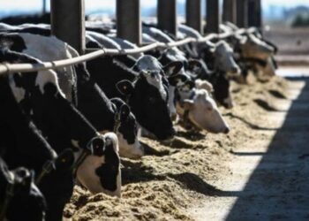 Argentina lidera el aumento de la producción mundial de leche en 2025