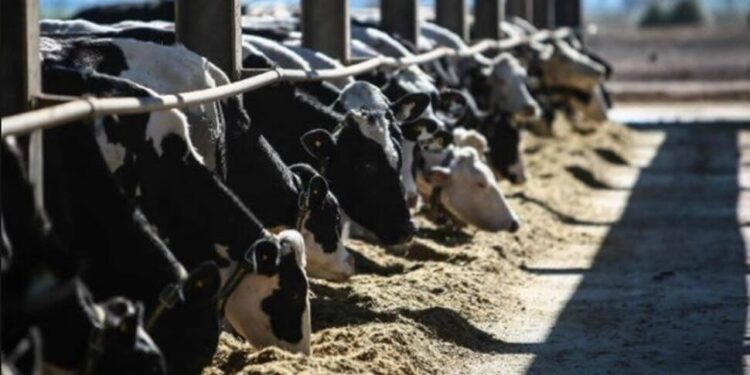 Argentina lidera el aumento de la producción mundial de leche en 2025