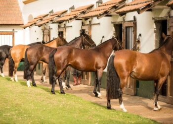 El caballo criollo se luce en la Expo Rural Salteña: la Nacional A regresa al NOA