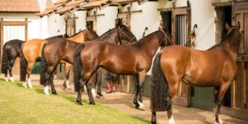 El caballo criollo se luce en la Expo Rural Salteña: la Nacional A regresa al NOA