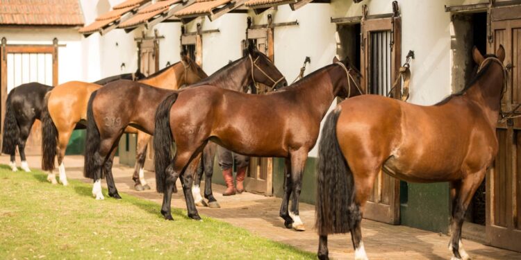 El caballo criollo se luce en la Expo Rural Salteña: la Nacional A regresa al NOA