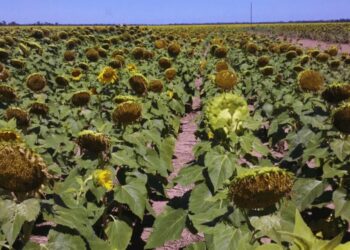 Con ventaja económica sobre la soja, el girasol se consolida como una opción firme en la zona núcleo