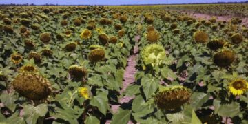 Con ventaja económica sobre la soja, el girasol se consolida como una opción firme en la zona núcleo