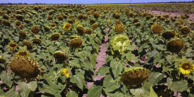 Con ventaja económica sobre la soja, el girasol se consolida como una opción firme en la zona núcleo