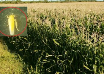 Chicharrita: el riesgo no está en el trigo