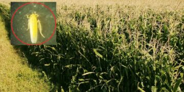 Chicharrita: el riesgo no está en el trigo