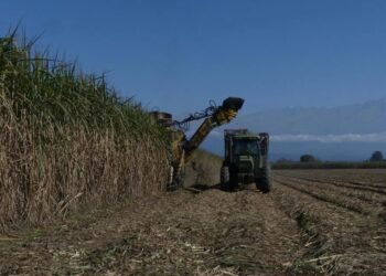 El volumen de caña disponible será inferior a lo previsto para esta zafra