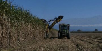El volumen de caña disponible será inferior a lo previsto para esta zafra