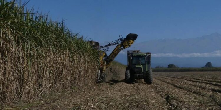 El volumen de caña disponible será inferior a lo previsto para esta zafra