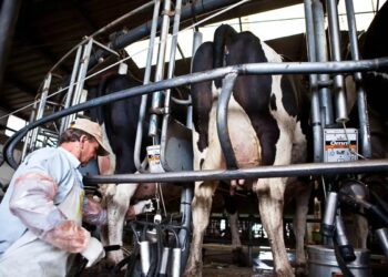 Industria lechera: anuncian para 2025 una producción récord