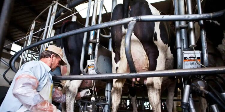 Industria lechera: anuncian para 2025 una producción récord
