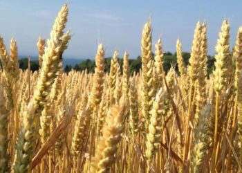 Trigo: el aporte de lluvias de julio resultó clave para la muy buena condición del cultivo