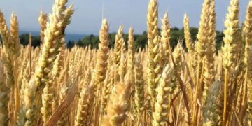 Trigo: el aporte de lluvias de julio resultó clave para la muy buena condición del cultivo