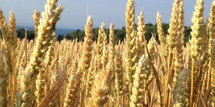 Trigo: el aporte de lluvias de julio resultó clave para la muy buena condición del cultivo