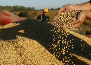 Soja: China redobla compras en Sudamérica y la exportación de poroto compite con la industria