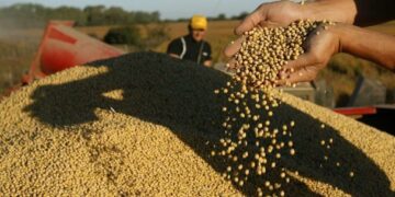 Soja: China redobla compras en Sudamérica y la exportación de poroto compite con la industria