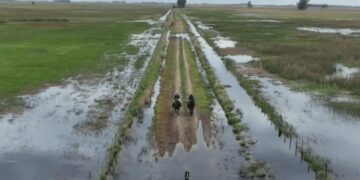 “Nos estamos ahogando”: la carta a Milei de productores inundados que ruegan por una ayuda