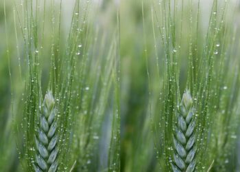 ¿Qué dejó la tormenta en el área agrícola?