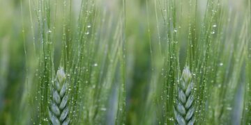 ¿Qué dejó la tormenta en el área agrícola?