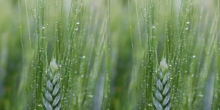 ¿Qué dejó la tormenta en el área agrícola?