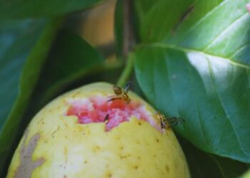 Moscas de la fruta: investigan su comportamiento para mejorar el manejo en frutales