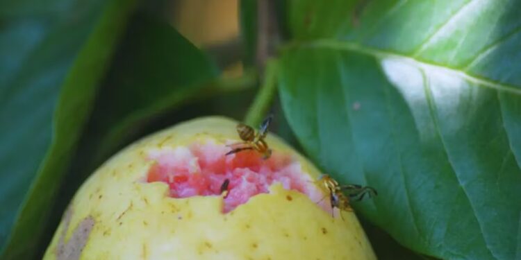 Moscas de la fruta: investigan su comportamiento para mejorar el manejo en frutales