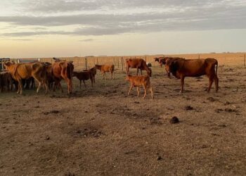 La suba de tasas le pone un manto de incertidumbre al repunte ganadero