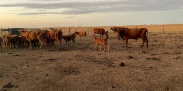 La suba de tasas le pone un manto de incertidumbre al repunte ganadero