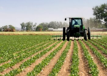 El agro sostiene la balanza comercial: 6 de cada 10 dólares que ingresan al país provienen del campo