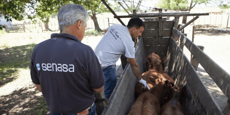 Fiebre aftosa: la Sociedad Rural insiste por un “esquema sanitario más ambicioso”, sin vacunación