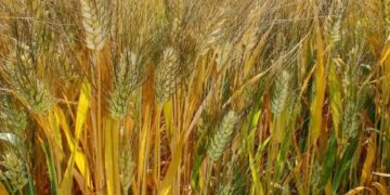 Difunden los resultados de ensayos de control de malezas problemáticas en el trigo