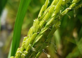 El arroz también es maleza y se volvió resistente: un inédito caso de transferencia genética