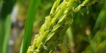 El arroz también es maleza y se volvió resistente: un inédito caso de transferencia genética