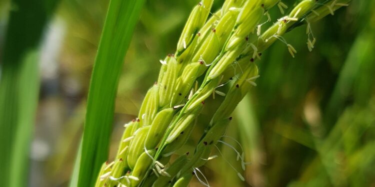 El arroz también es maleza y se volvió resistente: un inédito caso de transferencia genética