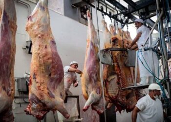 Los frigoríficos no logran disfrutar la mayor actividad: suba de costos, baja del cuero y “competencia desleal”