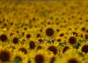 Mientras el trigo mejora su condición, se demora la siembra de girasol