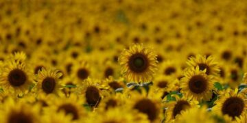 Mientras el trigo mejora su condición, se demora la siembra de girasol