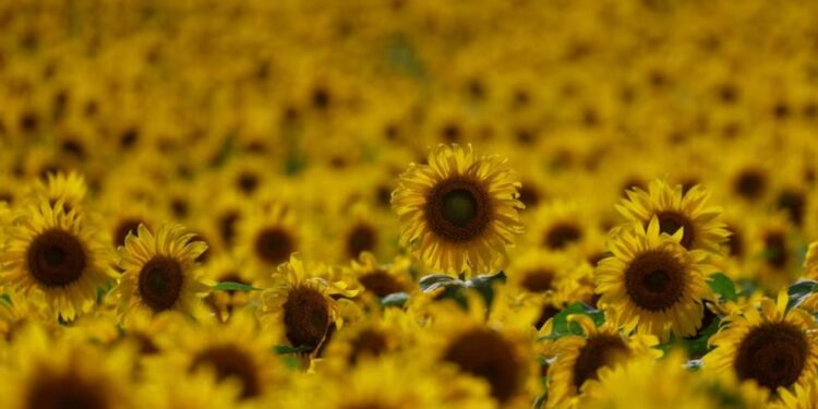 Mientras el trigo mejora su condición, se demora la siembra de girasol