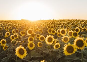 El nuevo amanecer del girasol: el Gobierno proyecta la mayor siembra en 25 años