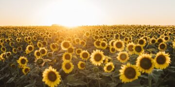 El nuevo amanecer del girasol: el Gobierno proyecta la mayor siembra en 25 años